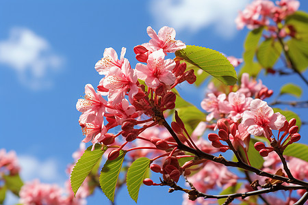 春季绽放的美丽樱花图片