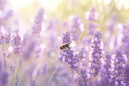 蜜蜂停在薰衣草花朵上图片