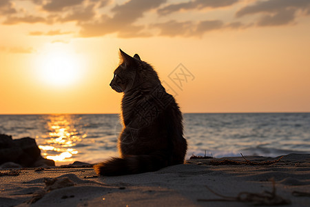 夕阳下坐在海滩上的猫咪图片