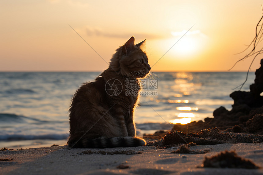 日落时海滩上乖巧的宠物猫咪图片