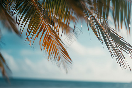 热带沙滩上的椰树叶背景图片