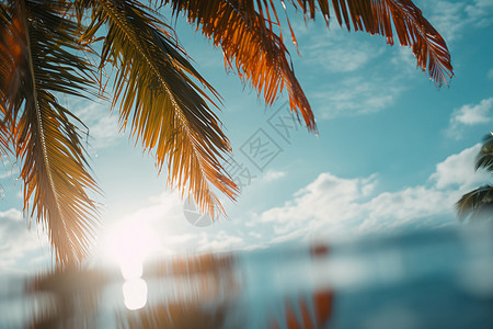 阳光照耀下的椰树叶图片
