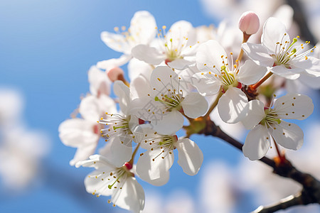 春季枝头绽放的樱花图片