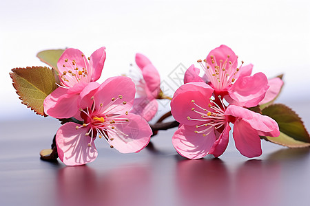 春季花园中盛开的美丽樱花背景图片