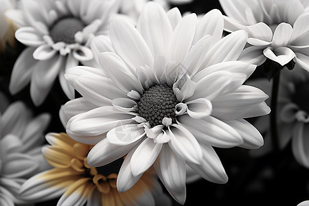 美丽的黑白之花背景图片