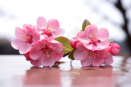 美丽的樱花图片