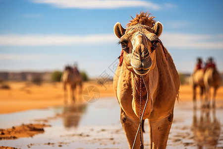 沙漠中的骆驼行者图片