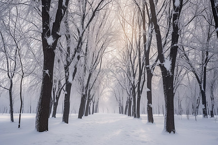 雪地仙境背景图片