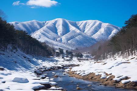 白雪覆盖的山脉和森林背景图片