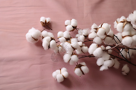 白色的棉花花朵图片