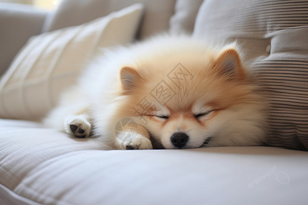 可爱的小狗在沙发上睡觉图片