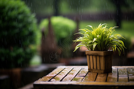 雨中的绿色植物图片