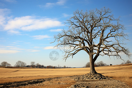 孤寂的枯树与蓝天背景图片