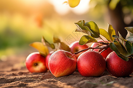 秋日丰收的苹果图片