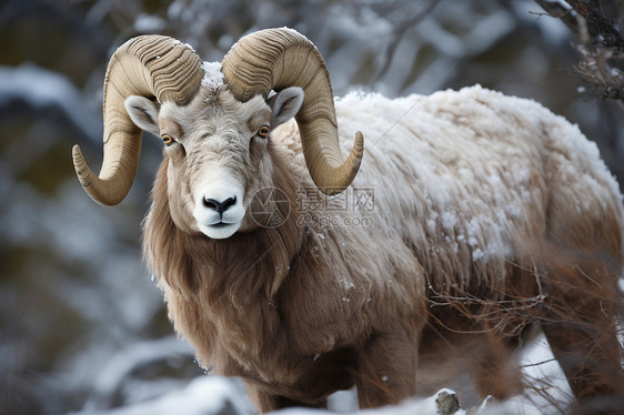 雪林中傲立的大角羊图片