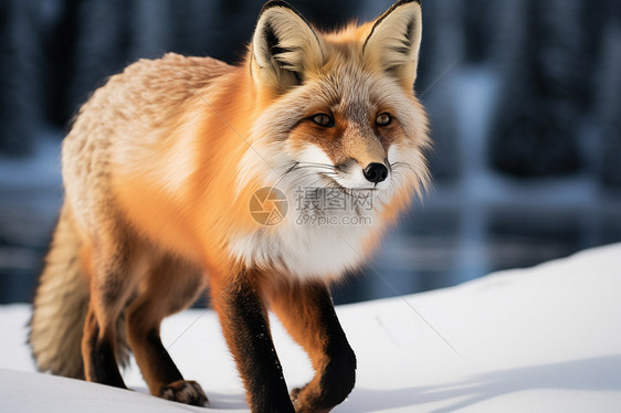 在雪中的红狐图片