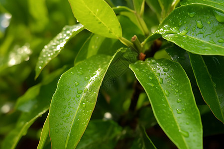 绿叶上的雨珠图片