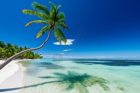 明媚的海滩上一棵棕榈树图片