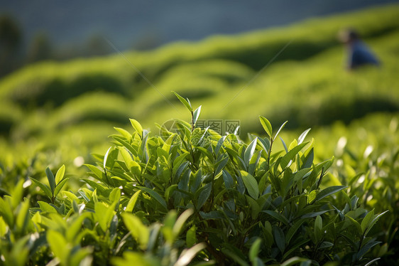 茶行仪式图片