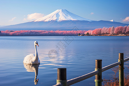 优雅的天鹅在湖水中游泳图片