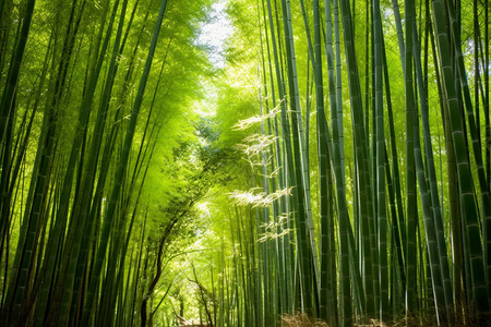 慢慢绿色的竹子图片