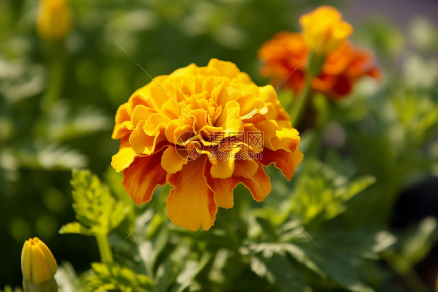 金黄色的鲜花（广告传媒）图片