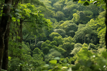 茂盛的森林背景图片