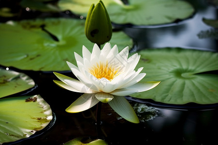 白色的花白色睡莲高清图片