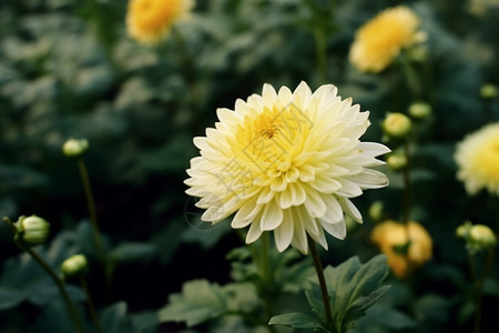 春天里开花的白花图片