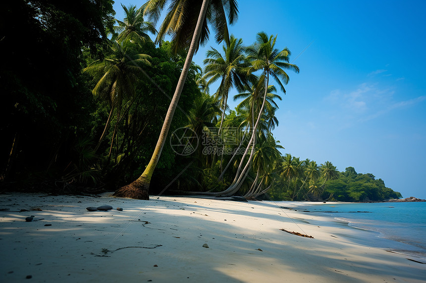 棕榈树掩映下的沙滩图片