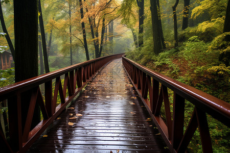 树林中的木制小桥图片