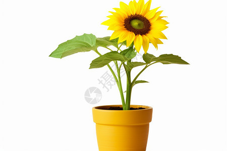 向日葵植物背景图片