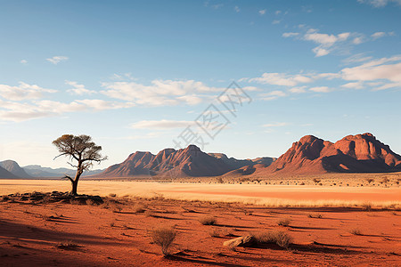 一棵树立在沙漠中图片