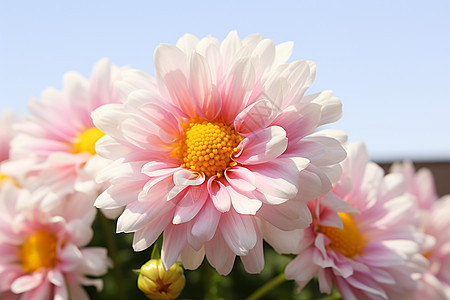 漂亮美丽的白粉色花朵图片
