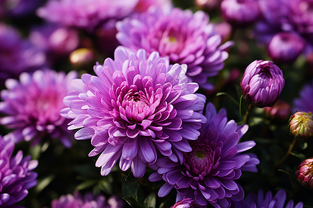 紫色菊花绽放的美丽菊花背景