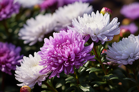 绽放的紫色菊花图片