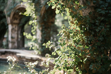 石拱门上的植物图片