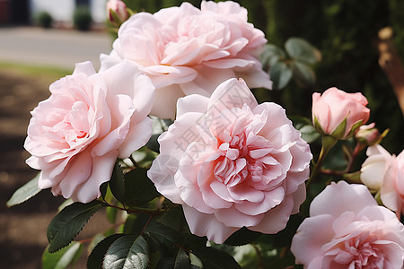 粉色的美丽玫瑰花图片