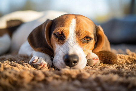 一个可爱的小猎犬图片