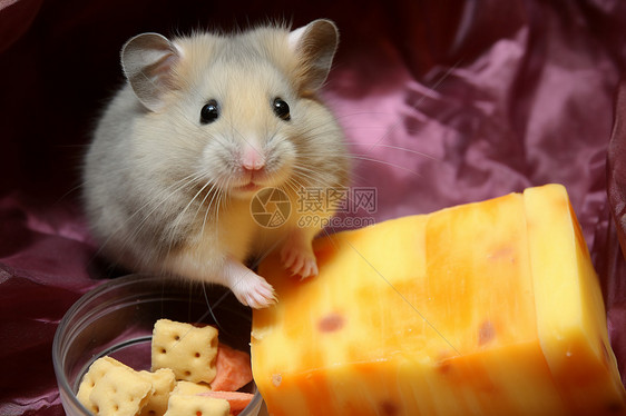 小仓鼠享受美食图片