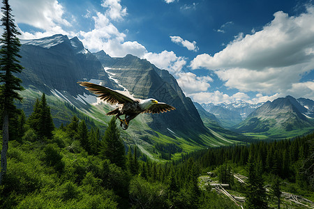 山脉中飞翔的老鹰背景图片