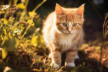 草坪中的小猫咪图片