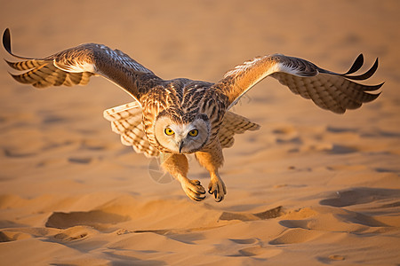沙漠中的飞行的猫头鹰图片