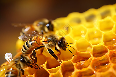 蜂巢上忙碌的蜜蜂背景图片