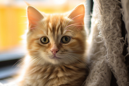 柔软毯子上的猫咪图片