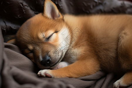 可爱小狗沉睡中图片