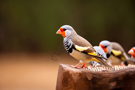 鸟群栖息在木制台上图片