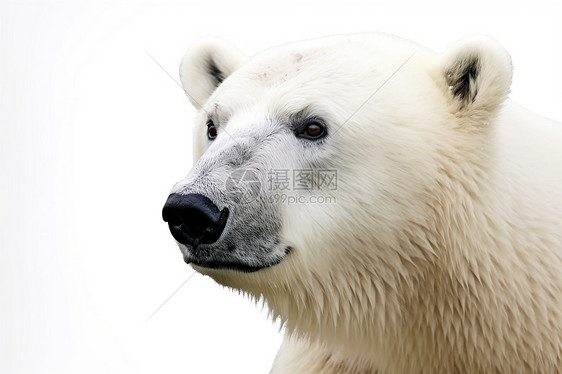 北极熊凝视镜头图片