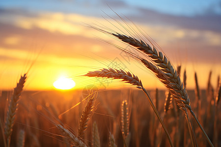 成熟的麦田农业陆地高清图片