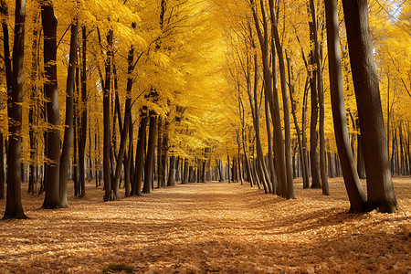 秋天金黄的森林图片